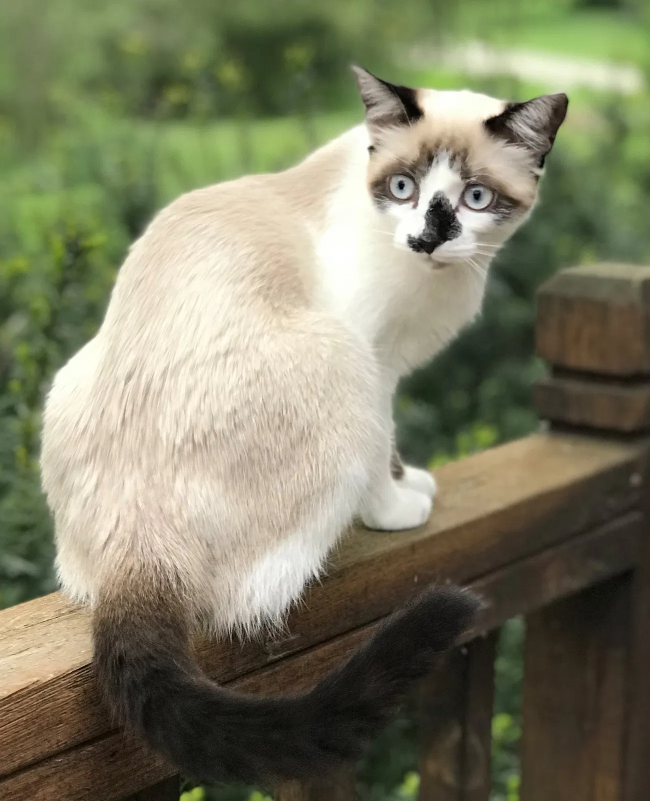 Lost cat in Lake Zurich, IL, 60047