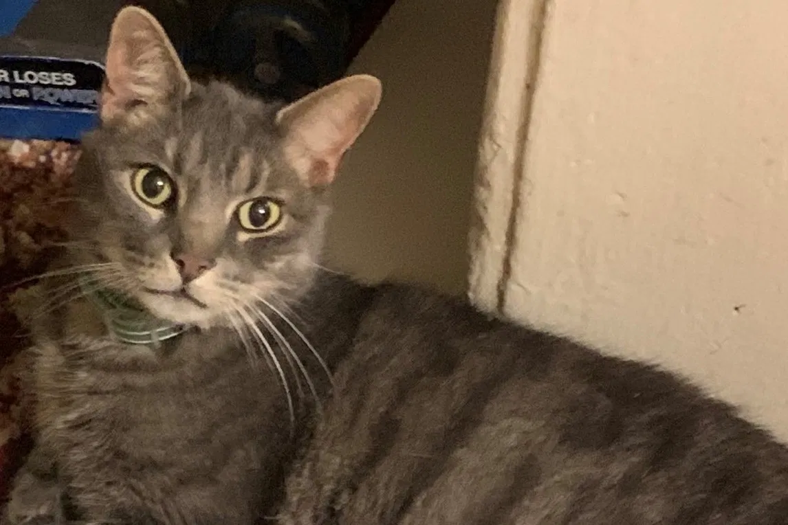 Lost cat in Staten Island, NY, 10304