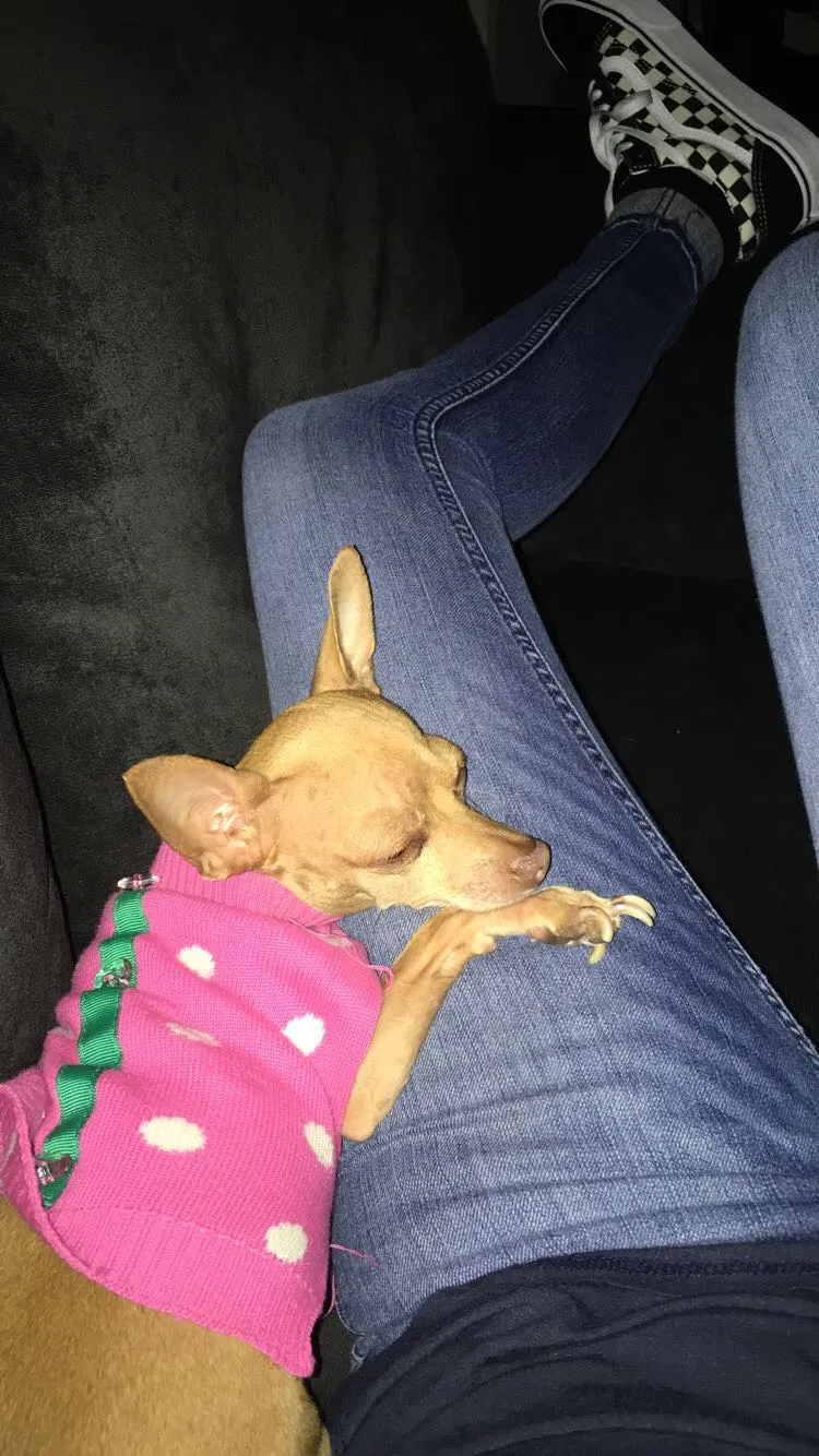 Lost dog in Garden Grove, CA, 92843