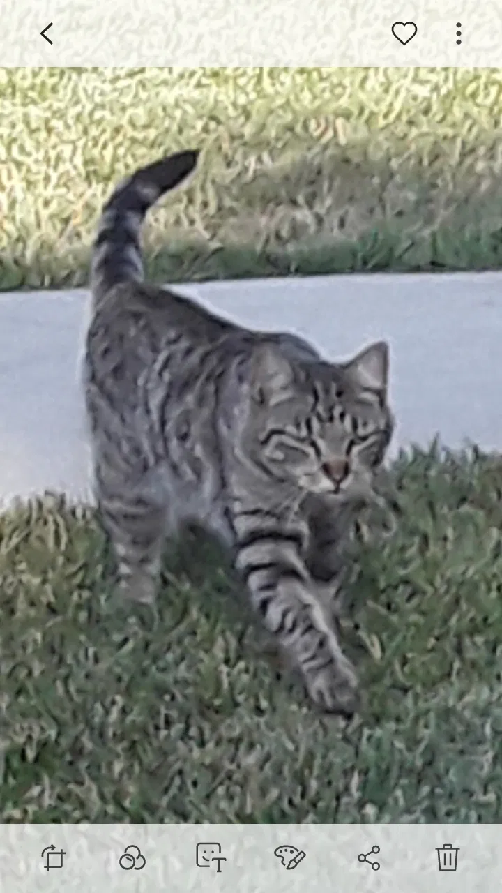 Lost cat in Riverside, CA, 92501