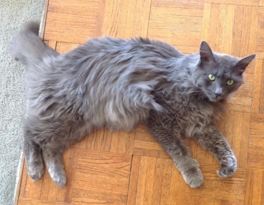 Lost cat in Monroe, WA, 98272
