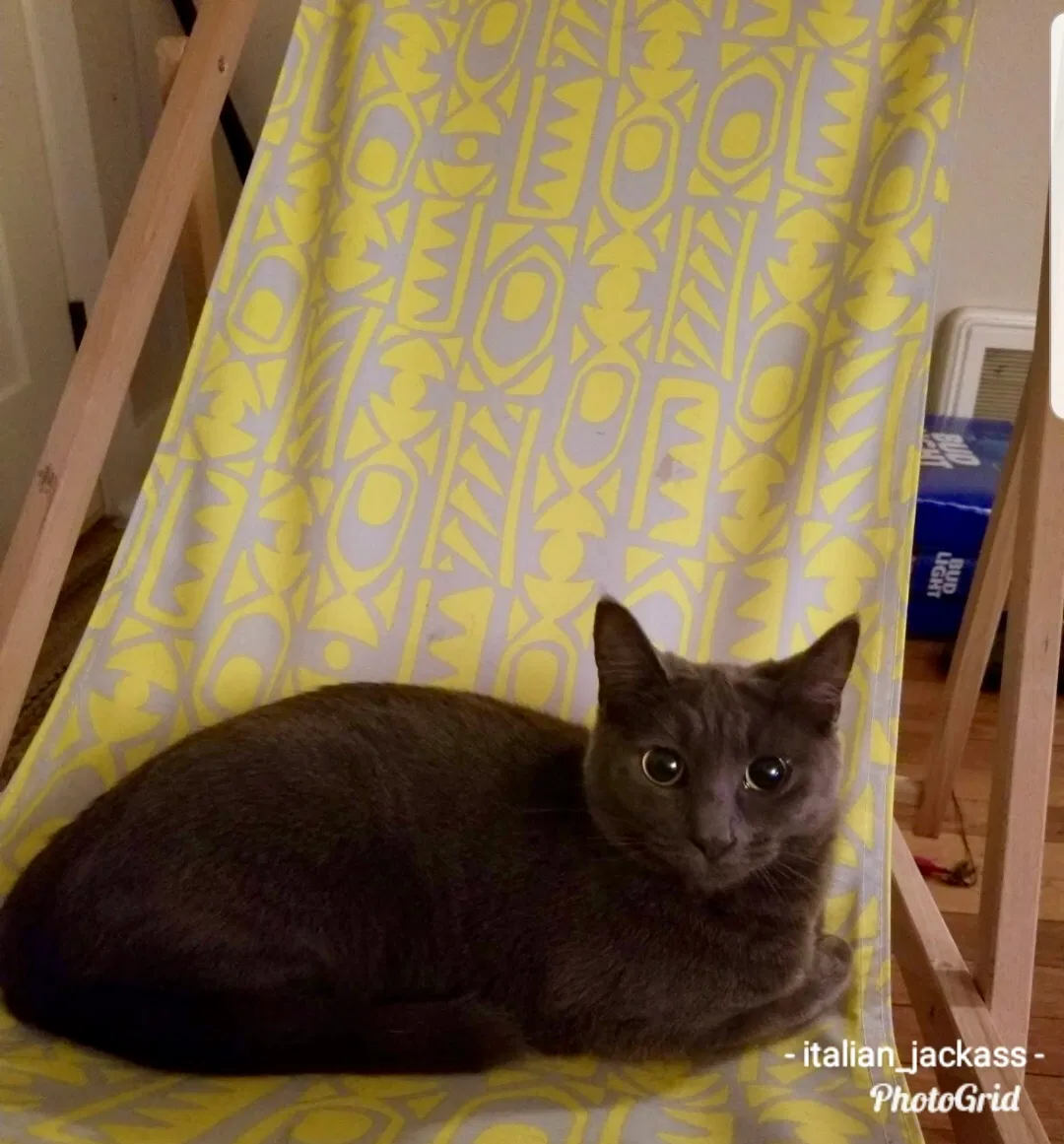 Lost cat in La Porte, IN, 46350