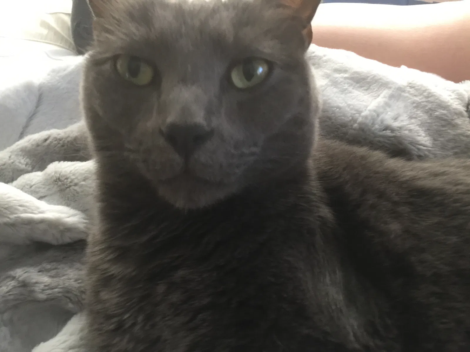 Lost cat in Louisville, KY, 40204