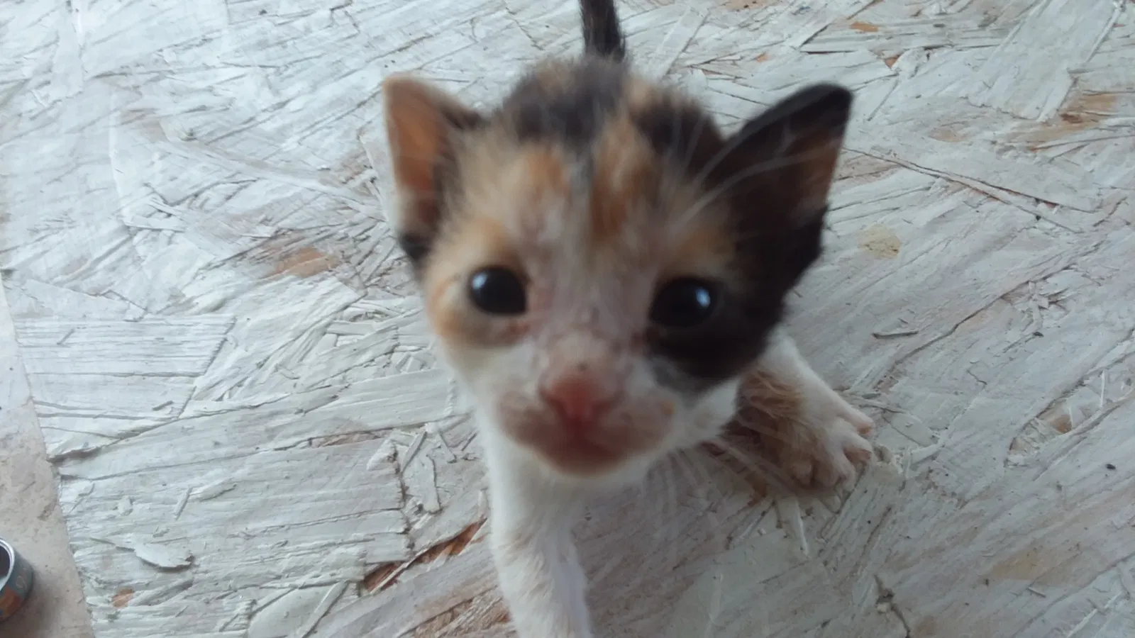 Found cat in Marianna, FL, 32448