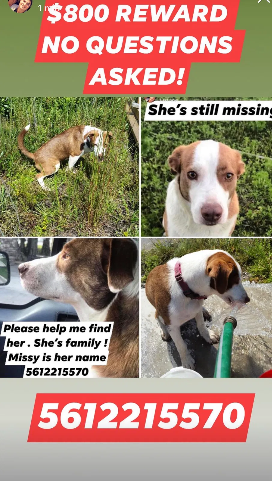 Lost dog in Okeechobee, FL, 34972