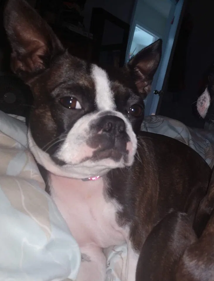 Lost dog in Romulus, MI, 48174