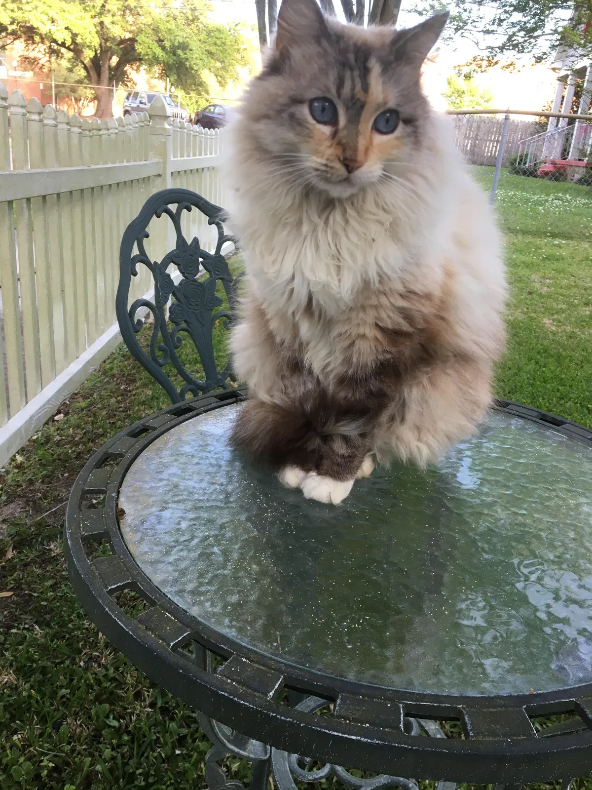 Lost cat in Lafayette, LA, 70503