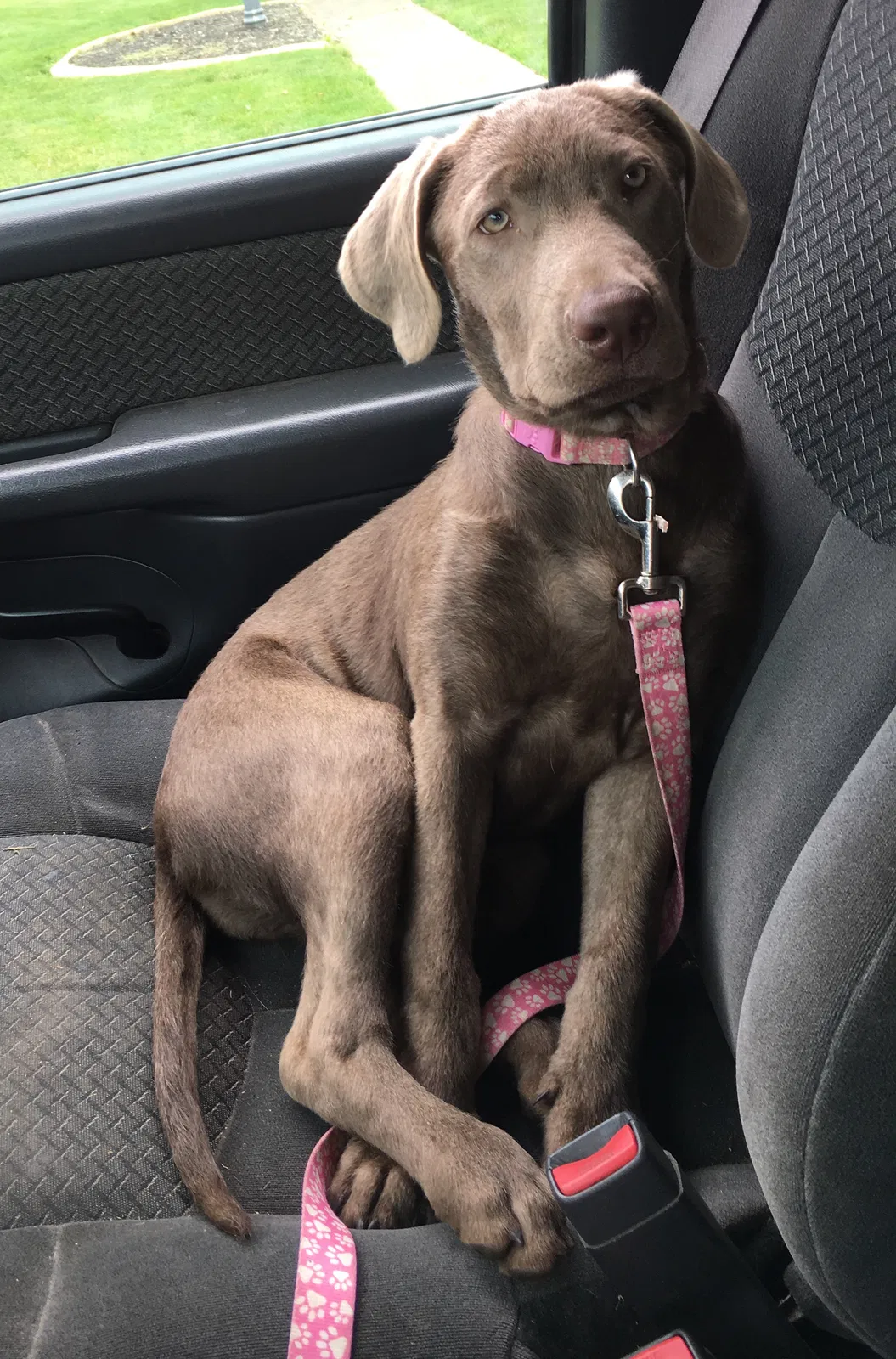 Lost dog in Loudonville, OH, 44842