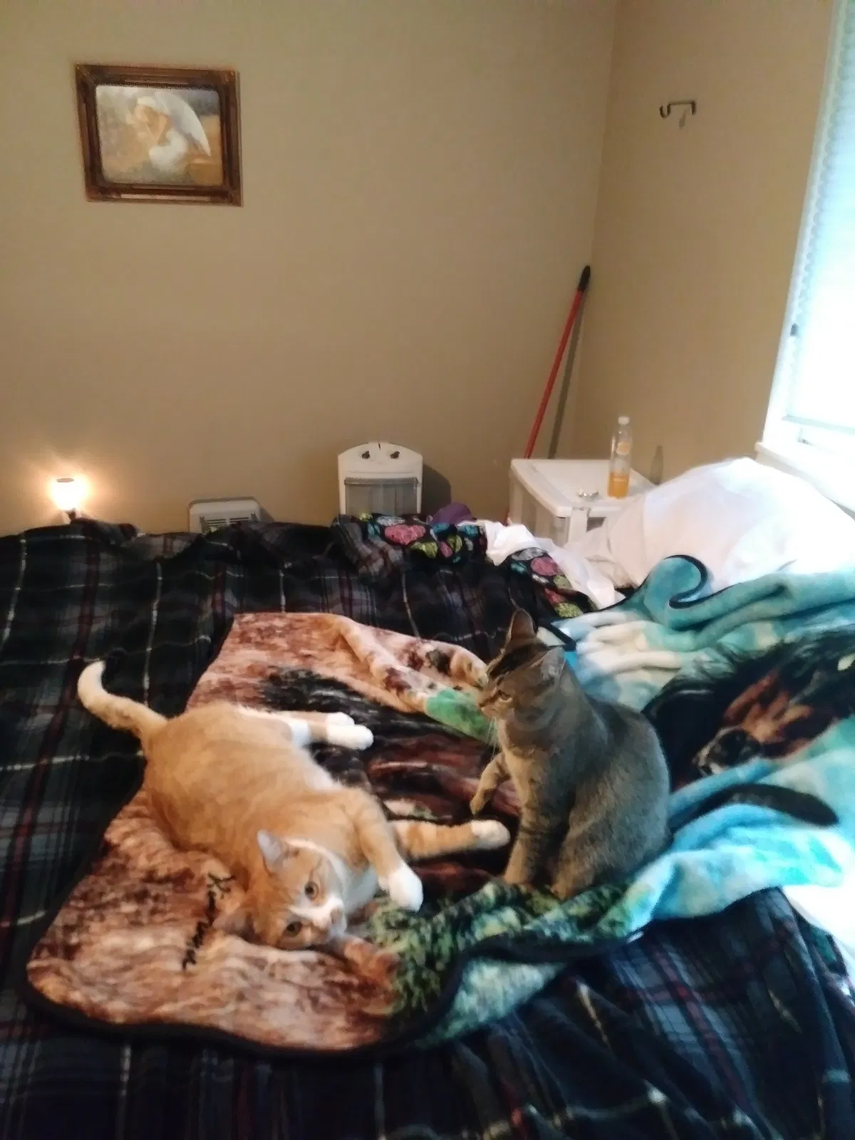 Lost cat in Kelso, WA, 98626
