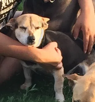 Lost dog in Cutler, CA, 93615