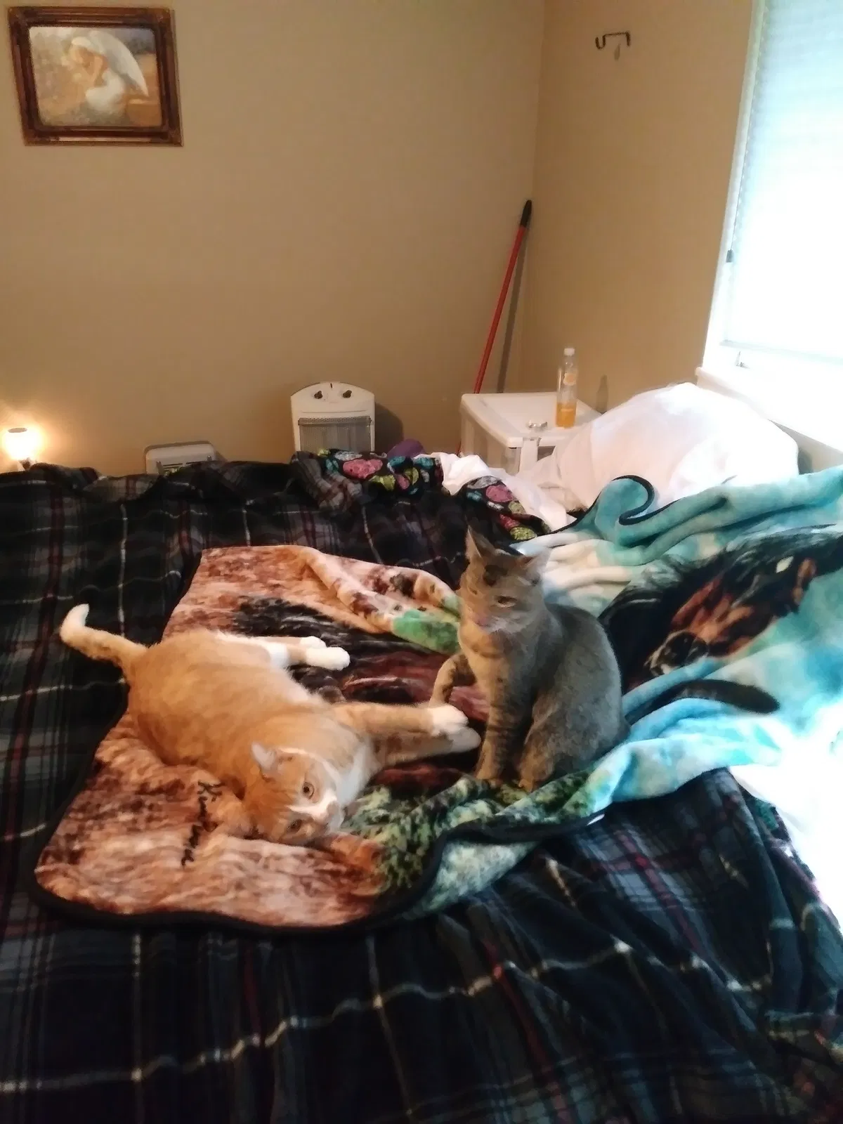 Lost cat in Kelso, WA, 98626