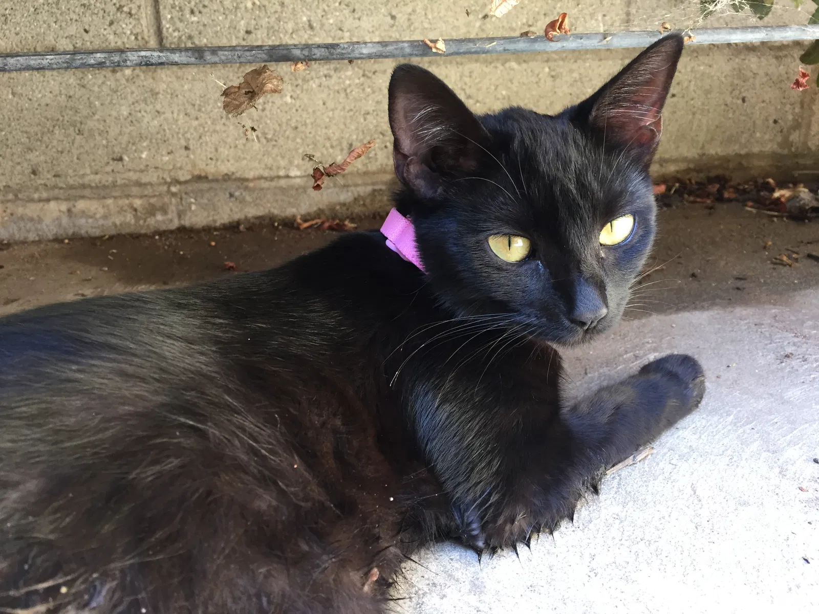 Lost cat in Arcadia, CA, 91006