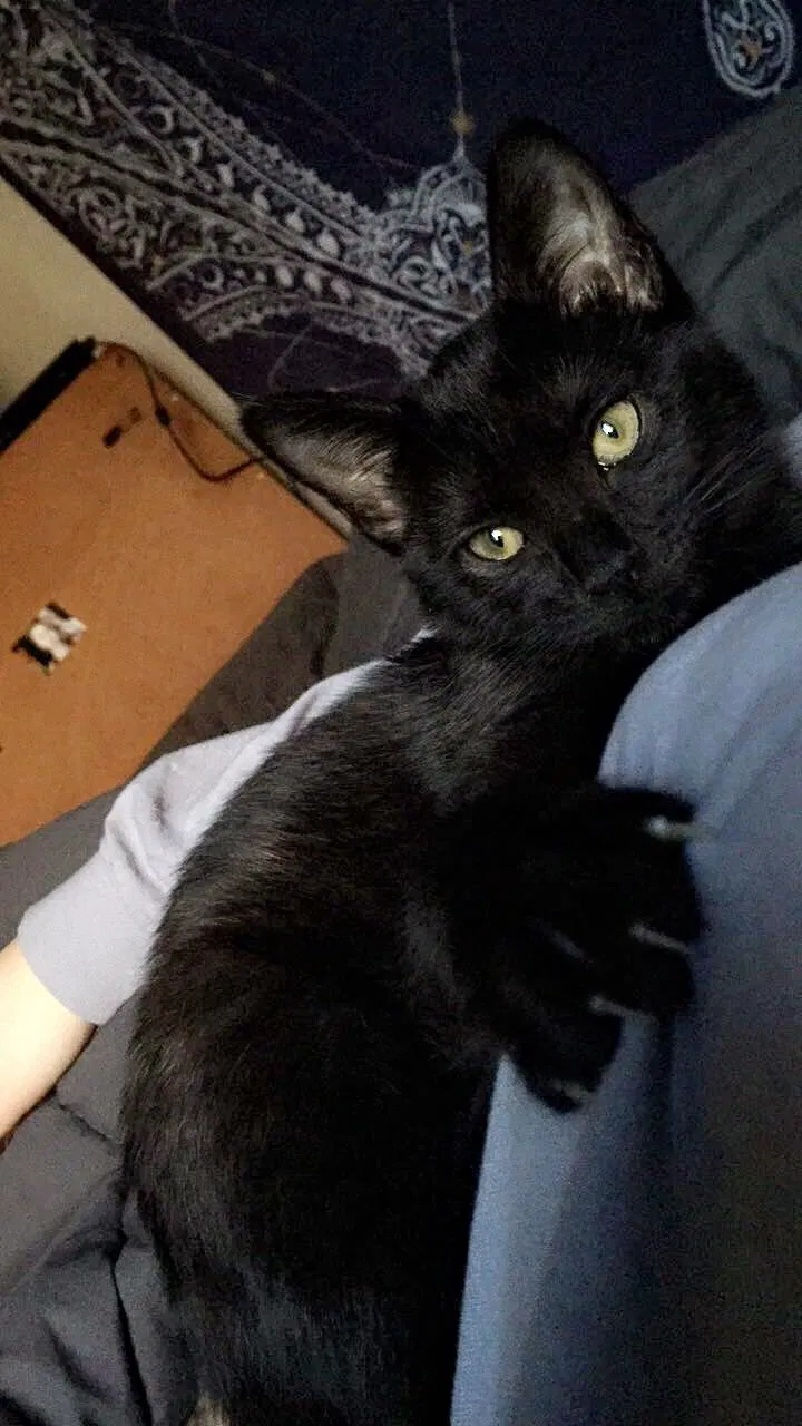 Lost cat in Fort Collins, CO, 80525