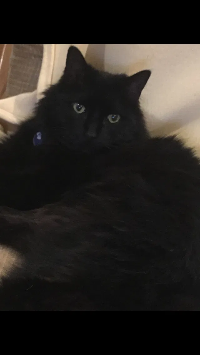 Lost cat in Etowah, NC, 28729