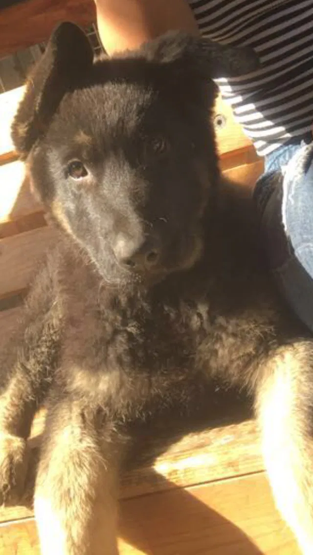 Lost dog in Roseville, CA, 95678