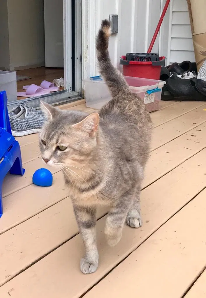 Lost cat in Coopersburg, PA, 18036