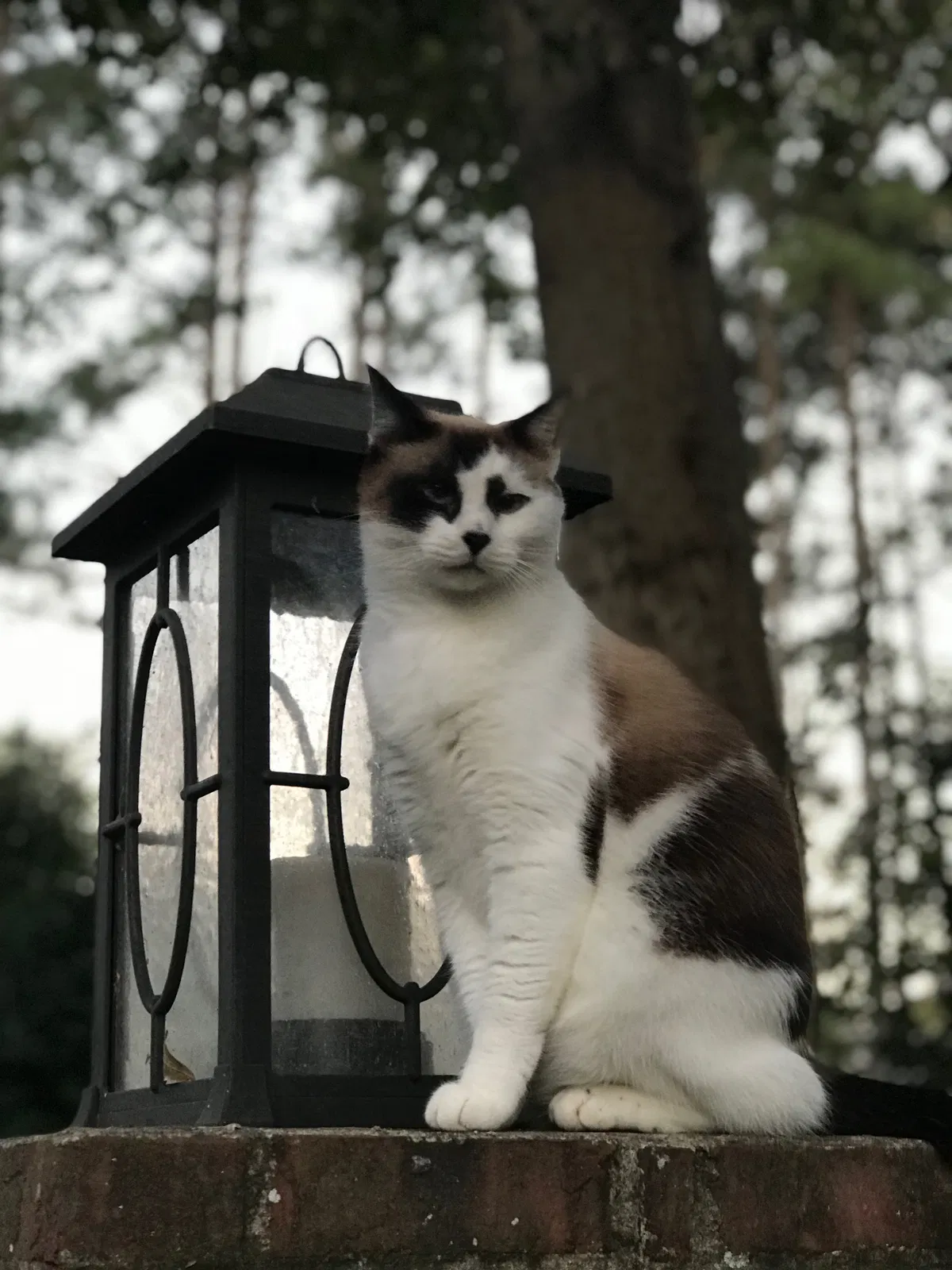 Lost cat in Tallahassee, FL, 32312