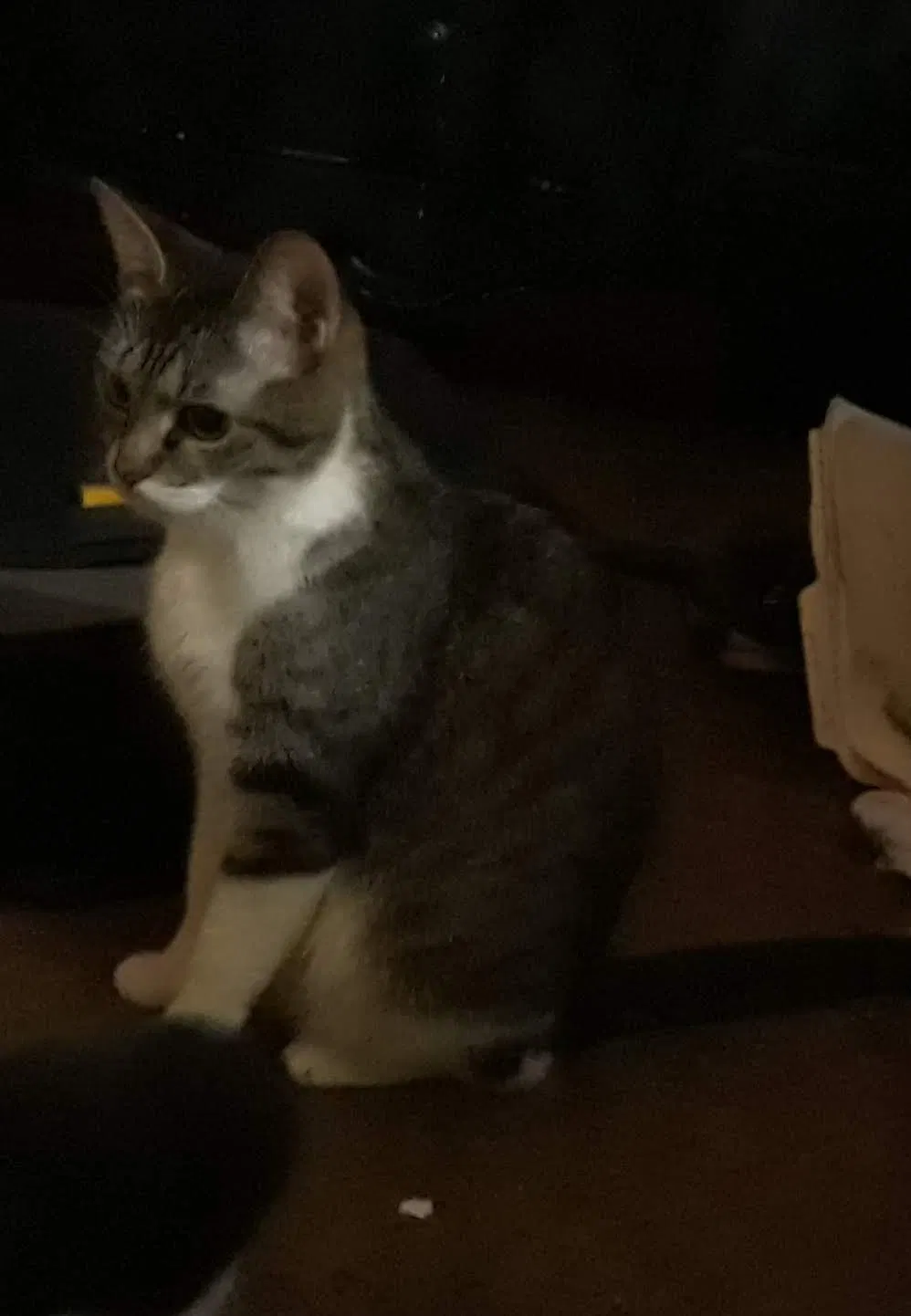 Lost cat in Rex, GA, 30273