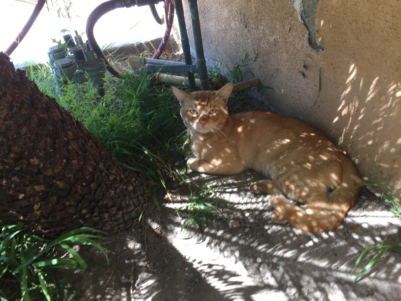 Lost cat in Anaheim, CA, 92804
