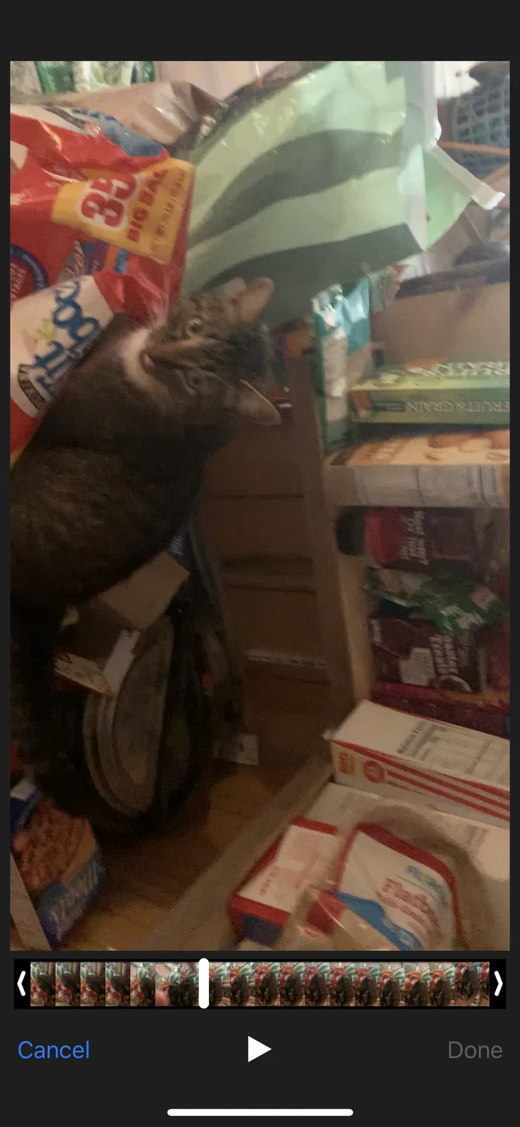 Lost cat in Delaware, OH, 43015