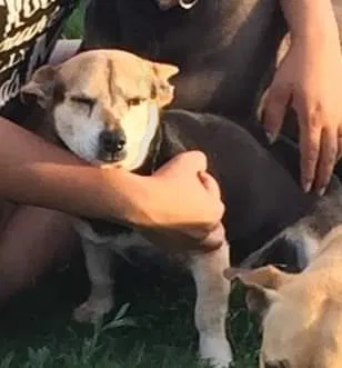Lost dog in Cutler, CA, 93615
