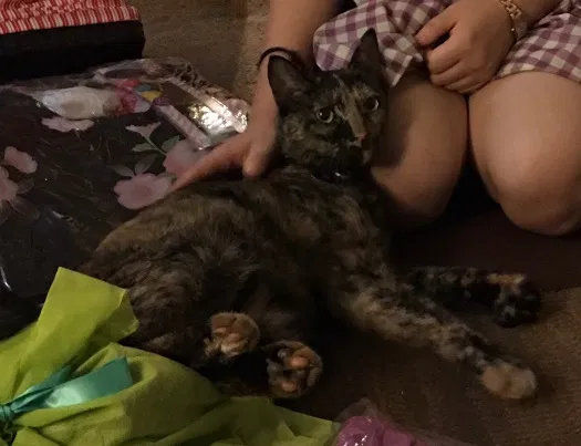 Lost cat in Mililani, HI, 96789
