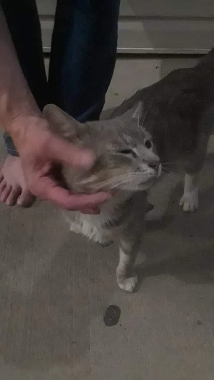 Found cat in Antioch, TN, 37013