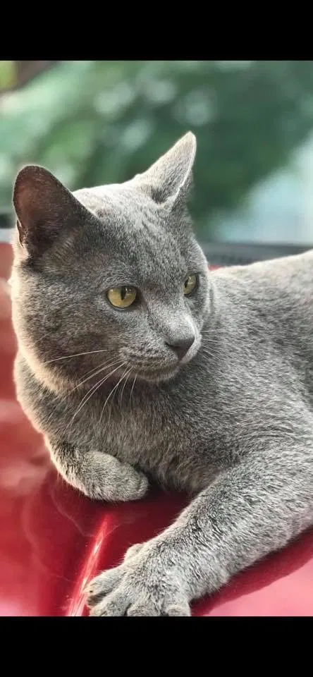 Lost cat in Wichita, KS, 67226