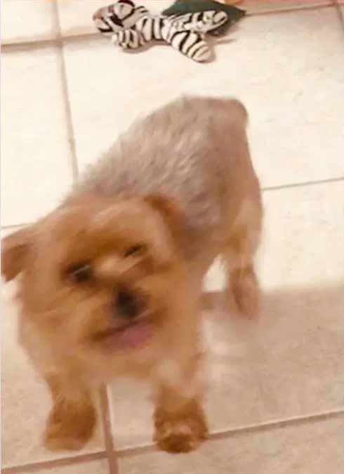 Lost dog in Albuquerque, NM, 87105