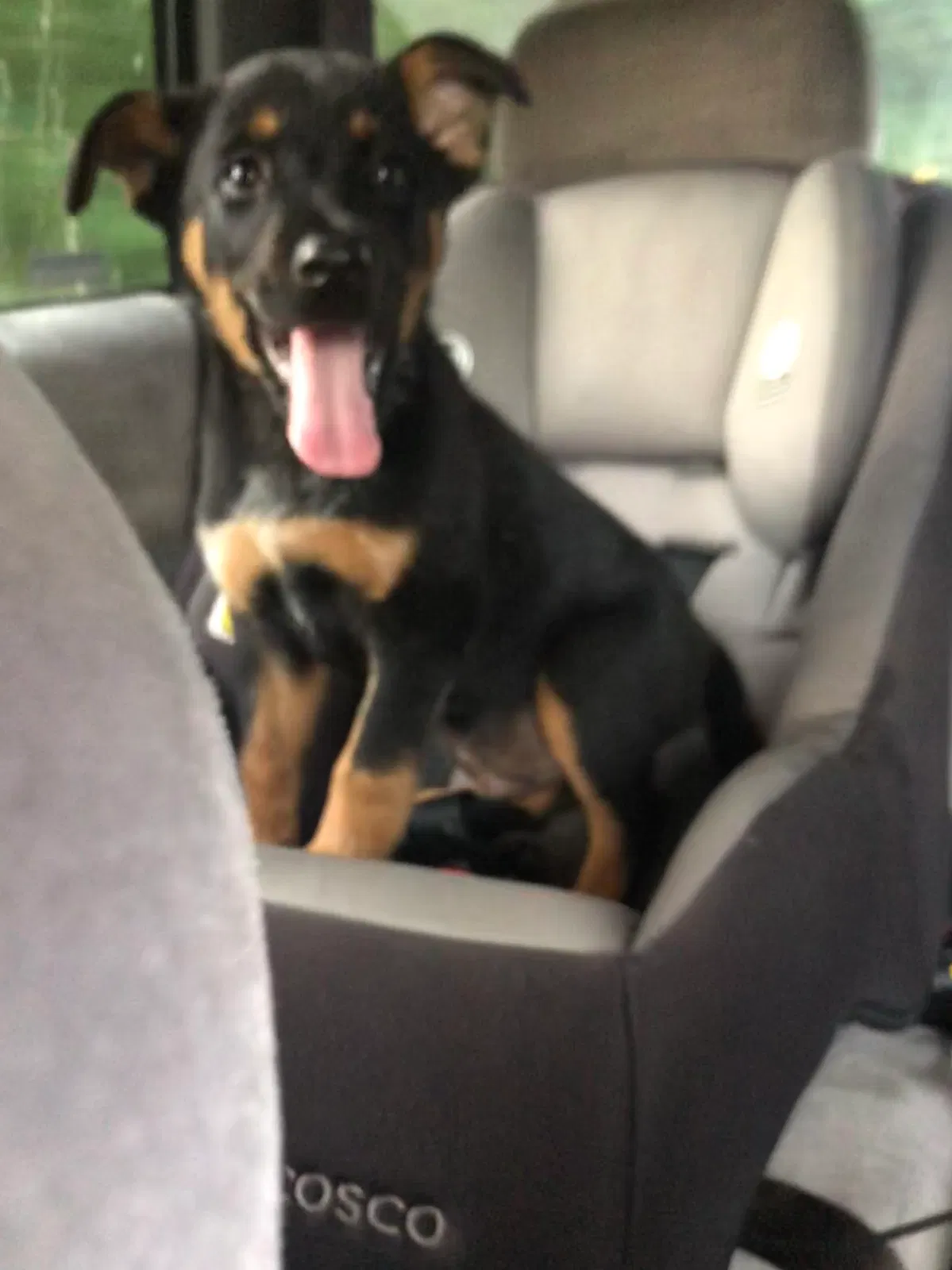 Lost dog in Oliver Springs, TN, 37840