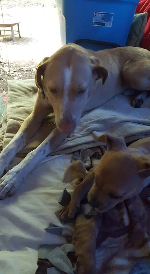 Lost dog in Hollywood, SC, 29449
