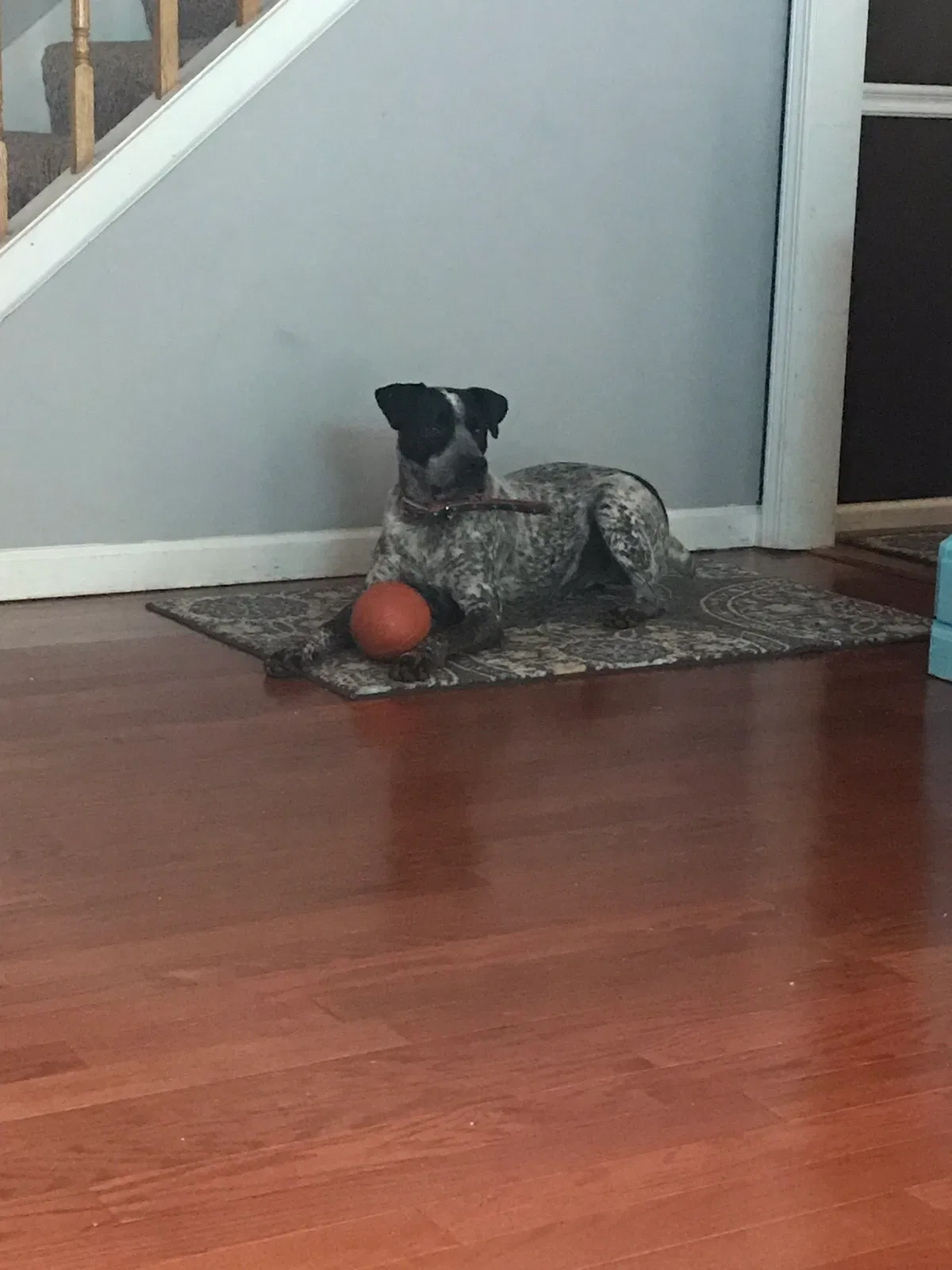 Lost dog in Covington, GA, 30014