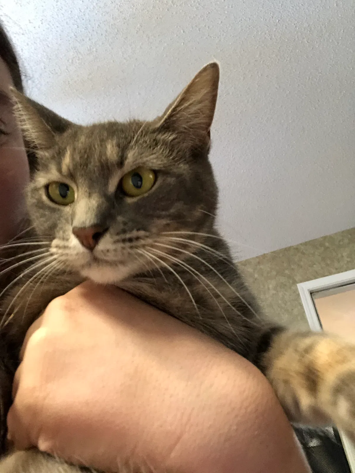 Lost cat in Flowery Branch, GA, 30542