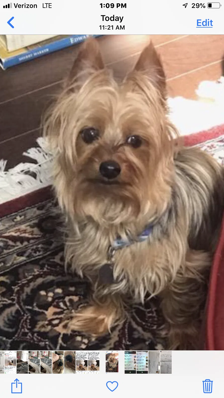Lost dog in Gibsonville, NC, 27249