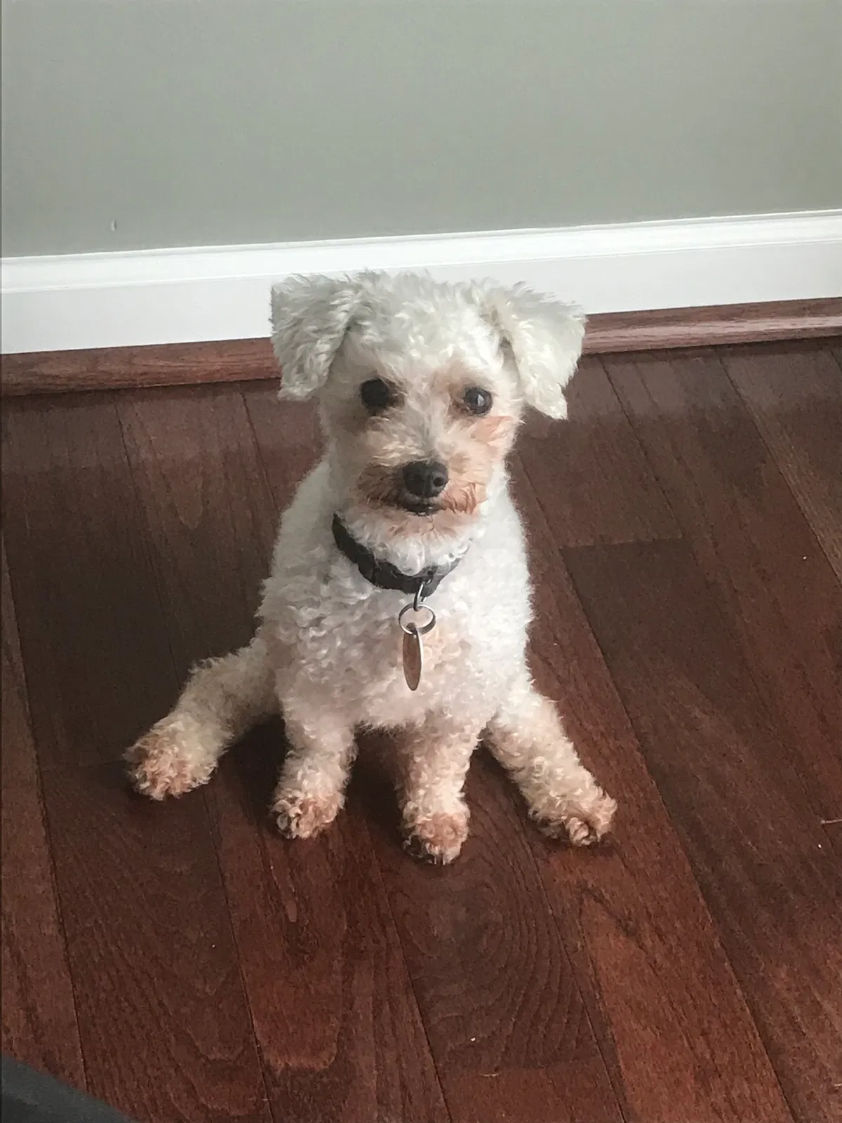 Lost dog in Silver Spring, MD, 20904