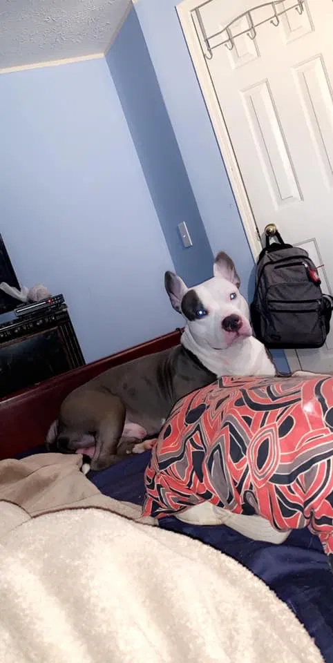 Lost dog in Jackson, MS, 39212