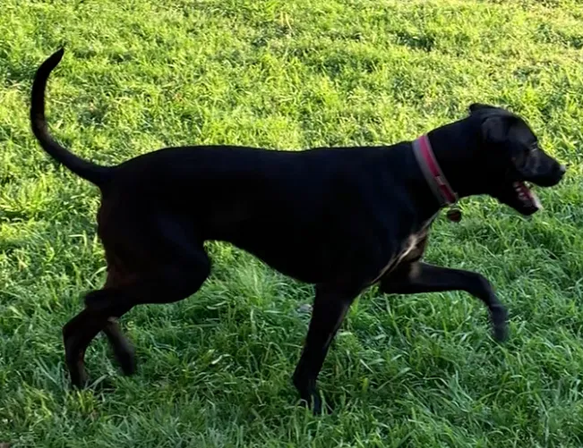 Lost dog in Garland, TX, 75040