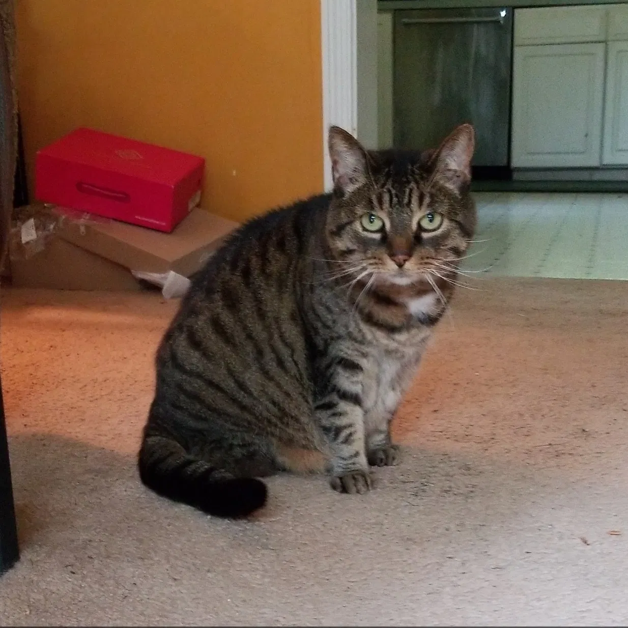 Lost cat in Hewitt, NJ, 7421