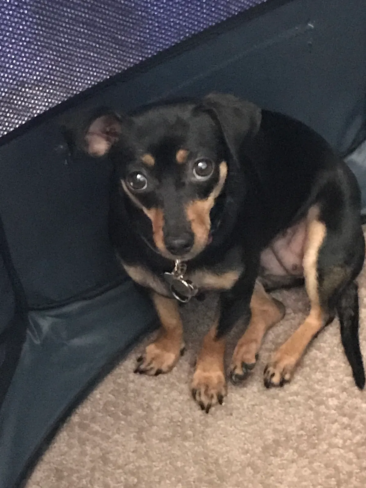 Lost dog in Dana Point, CA, 92629