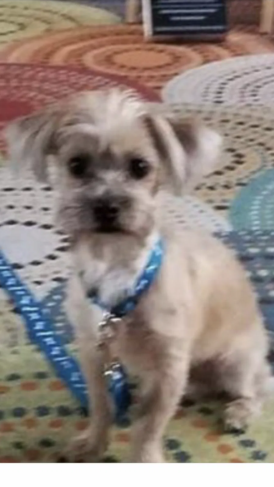 Lost dog in Baltimore, MD, 21217
