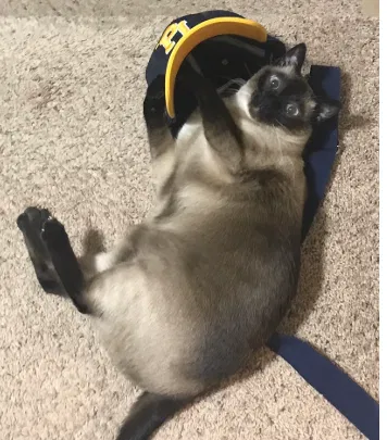Lost cat in Savage, MN, 55378