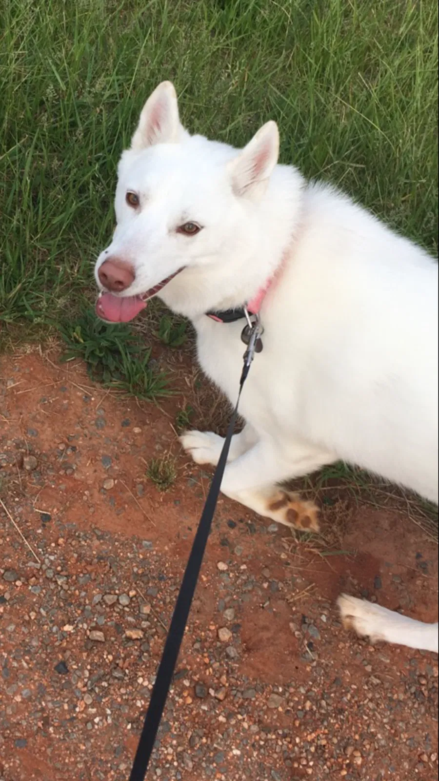 Lost dog in Yadkinville, NC, 27055