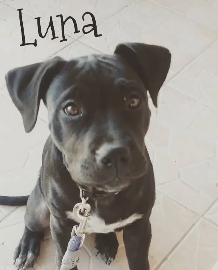 Lost dog in Los Angeles, CA, 90022