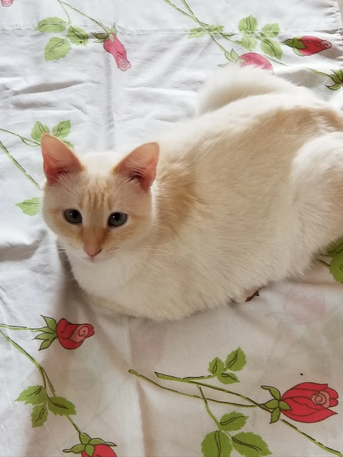 Lost cat in Davenport, FL, 33837
