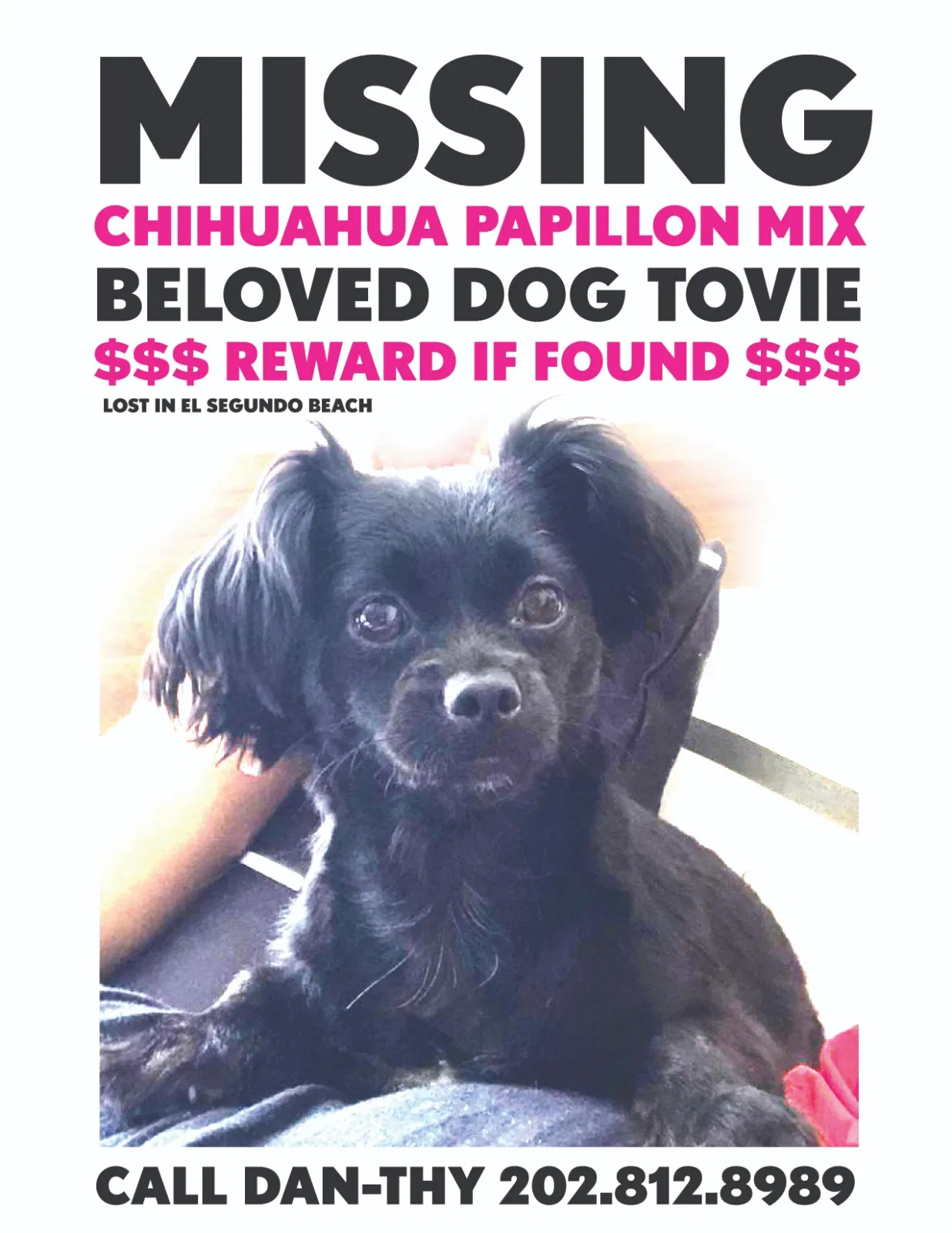 Lost dog in El Segundo, CA, 90245