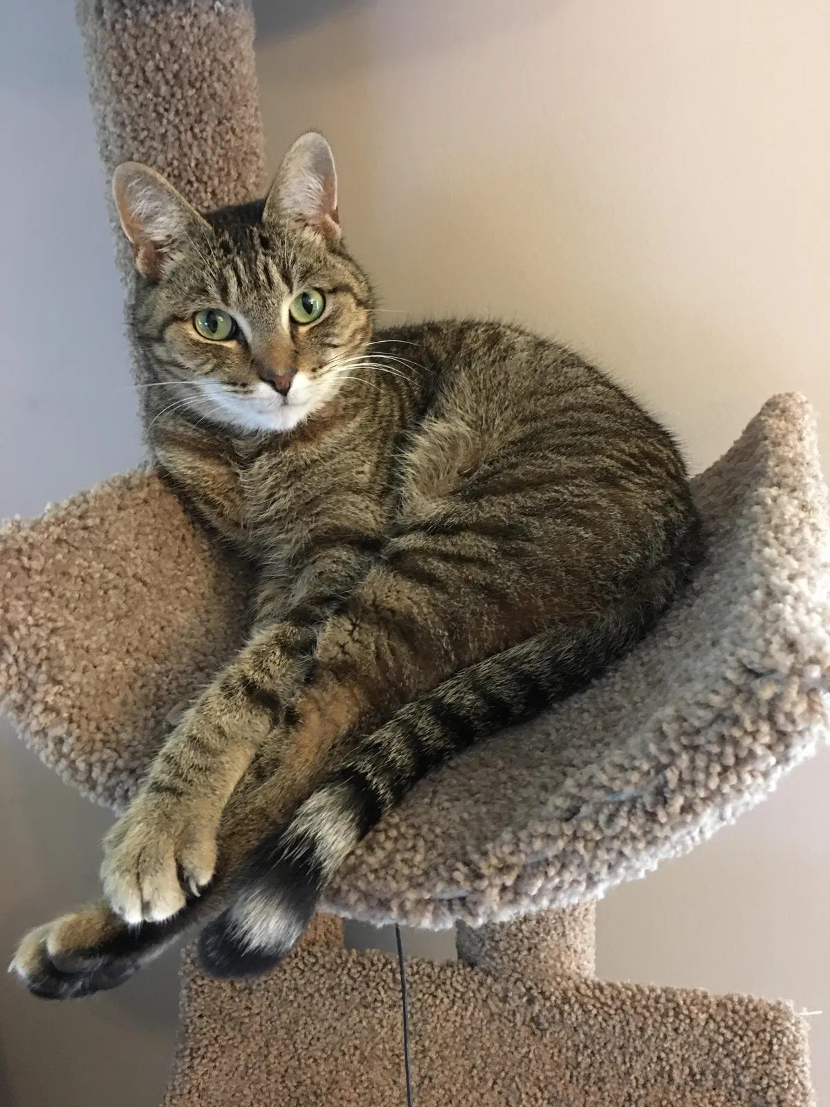 Lost cat in Saint Michael, MN, 55376