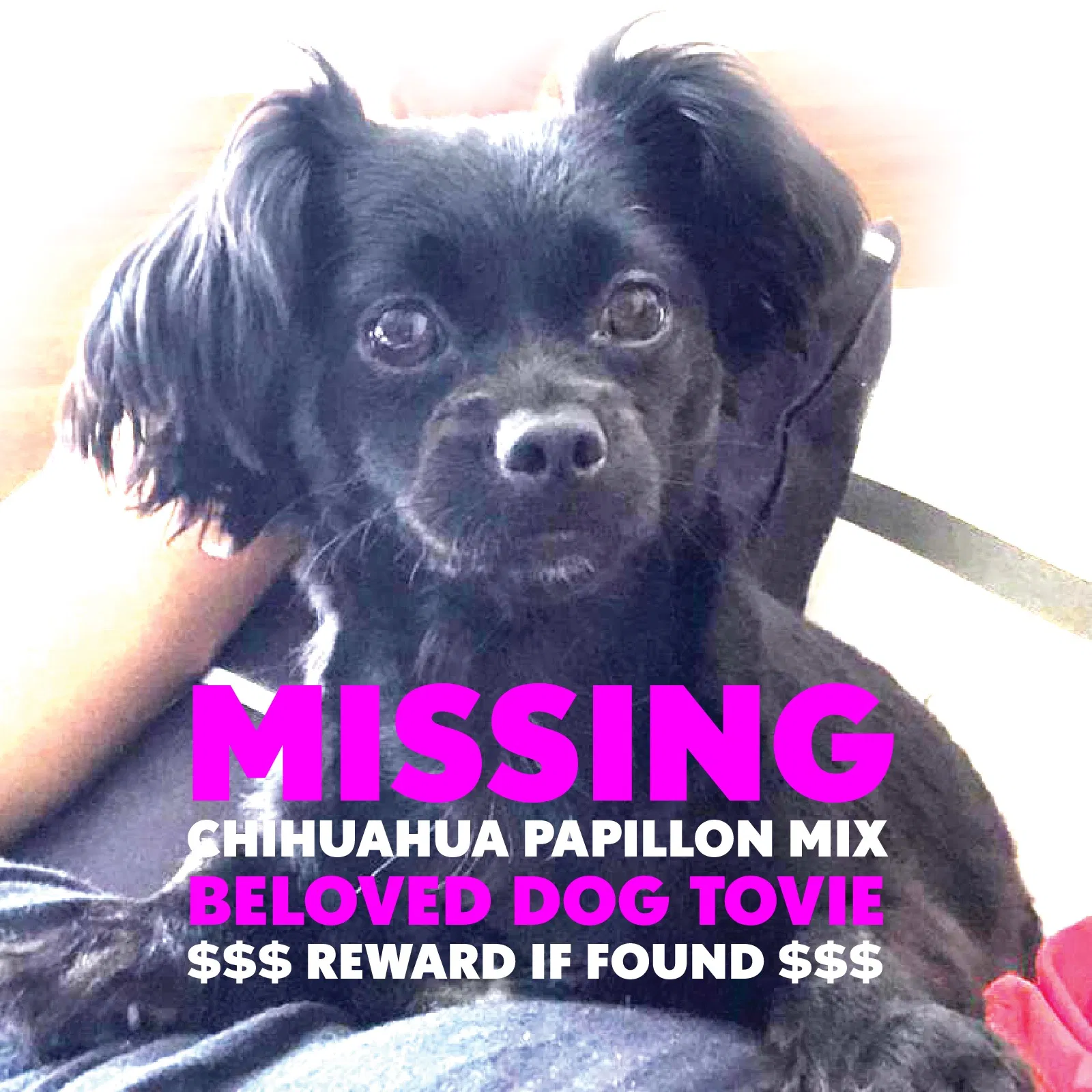 Lost dog in Playa Del Rey, CA, 90293