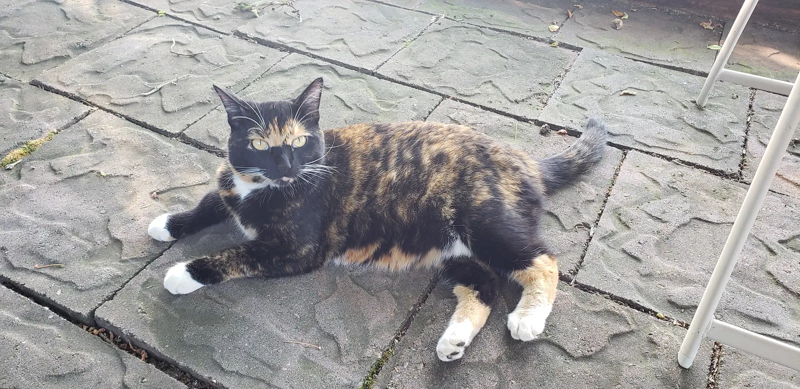 Lost cat in Baldwinsville, NY, 13027