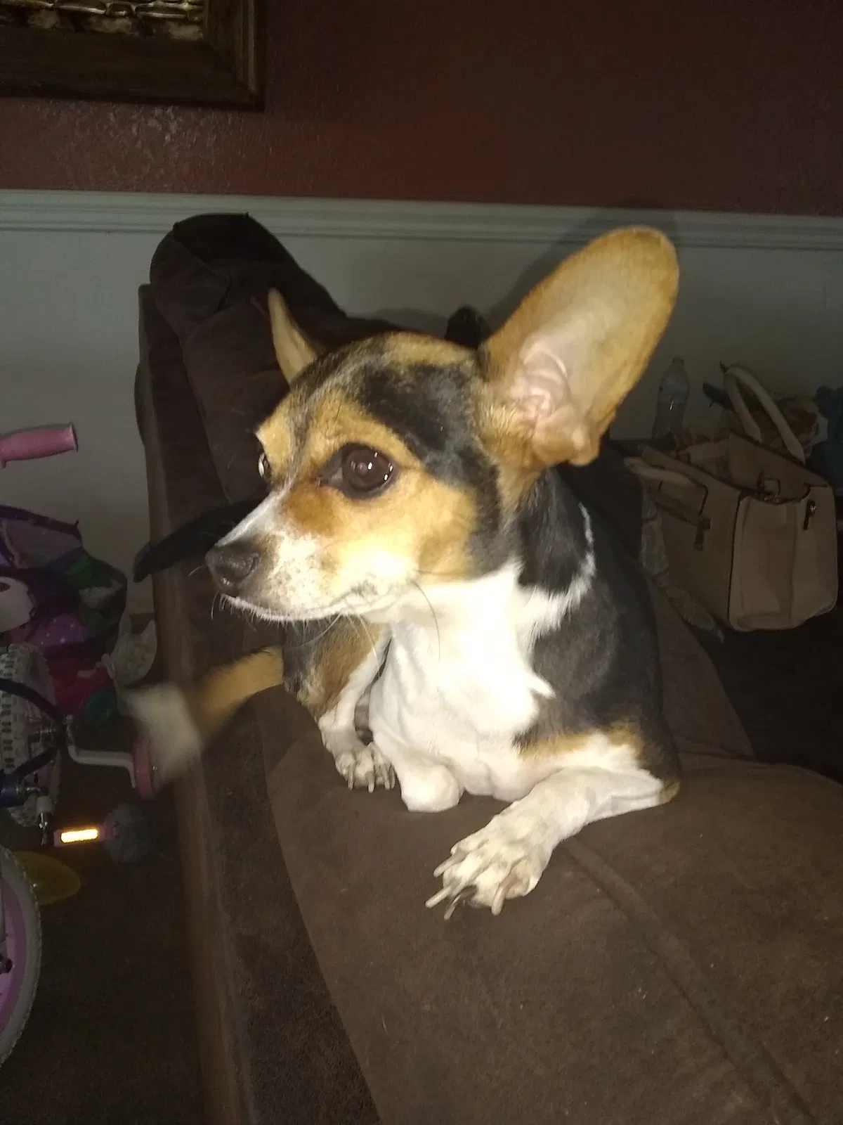 Lost dog in Bakersfield, CA, 93313