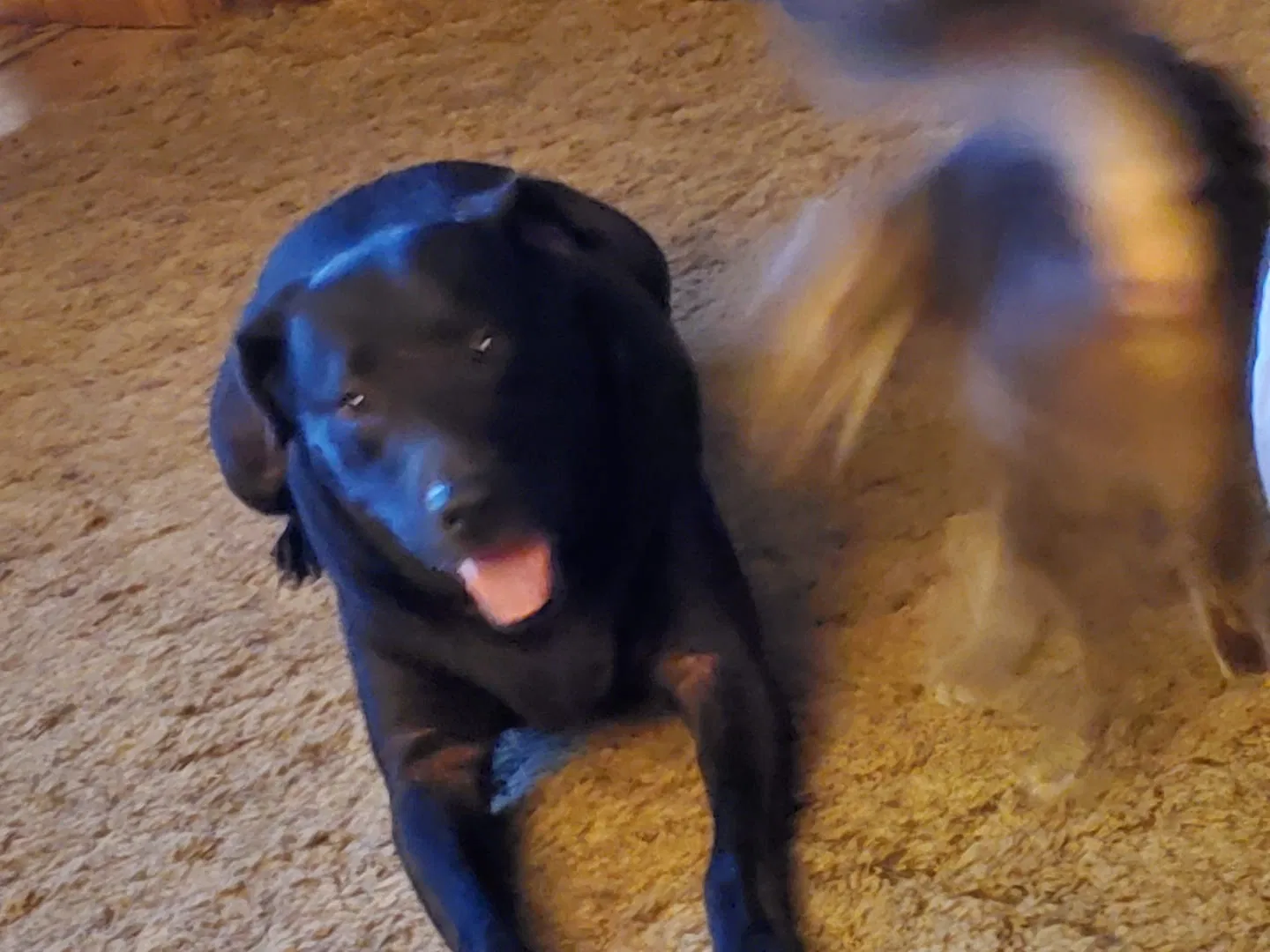 Lost dog in Forney, TX, 75126